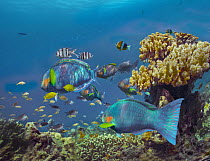 Parrotfish (Scaridae), Anemonefish (Amphiprion sp), and Sergeant Major Damselfish (Abudefduf saxatilis) school, Bohol Island, Philippines