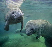 West Indian Manatee (Trichechus manatus) group, North America