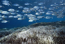 Cavalla (Caranx sp) school above bleached Stony Coral (Acropora sp), Heron Island, Great Barrier Reef, Australia