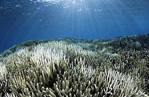 Stony Coral (Acropora sp) bleaching, Heron Island, Great Barrier Reef, Australia