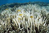Damselfish (Pomacentrus sp) group in bleached Stony Coral (Acropora sp), Heron Island, Great Barrier Reef, Australia