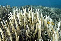 Damselfish (Pomacentrus sp) pair in bleached Stony Coral (Acropora sp), Heron Island, Great Barrier Reef, Australia