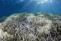 Stony Coral (Acropora sp) bleaching, Heron Island, Great Barrier Reef, Australia