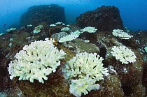Stony Coral (Pocillopora sp) bleaching, Solitary Islands Marine Park, New South Wales, Australia
