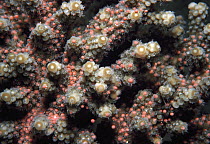 Stony Coral (Acropora sp) egg bundles in polyps during spawning at night, Great Barrier Reef, Australia