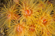 Stony Coral (Tubastraea sp) polyps, Anilao, Philippines