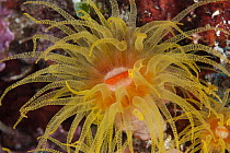 Stony Coral (Tubastraea sp) polyp, Anilao, Philippines
