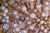 Coral (Alveopora sp) polyps, Great Barrier Reef, Australia