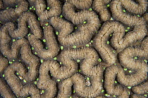 Brain Coral (Leptoria sp) polyps, Great Barrier Reef, Australia