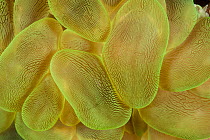 Rounded Bubblegum Coral (Plerogyra sinuosa), Great Barrier Reef, Australia