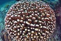 Leaf Coral (Pavona clavus), Milne Bay, Papua New Guinea