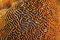 Coral (Platygyra sp), Christmas Island, Australia