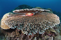 Glasseye Snapper (Heteropriacanthus cruentatus) sheltering in coral, Christmas Island, Australia