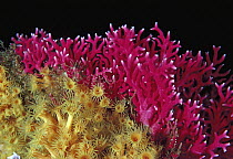 Hydrocoral (Distichopora sp) and Sponges (Parazoanthus sp), Doubtful Sound, New Zealand