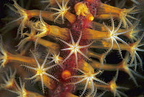 Soft Coral (Ellisella sp) polyps, Great Barrier Reef, Australia