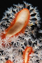 Sea Fan (Semperina rubra) polyps, Anilao, Philippines