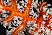 Sea Fan (Semperina rubra) polyps, Anilao, Philippines