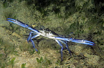 Blue Swimming Crab (Portunus pelagicus) in defensive posture, Yorke Peninsula, South Australia, Australia