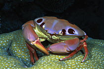 Seven-eleven Crab (Carpilius maculatus), Great Barrier Reef, Australia