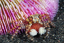 Boxing Crab (Lybia tessellata) female with eggs holding sea anemone for defense, Bali, Indonesia