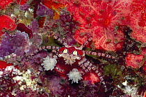 Boxing Crab (Lybia tessellata) holding sea anemone for defense, Bali, Indonesia