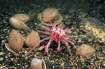 Spiny Stone Crab (Lithodes murrayi) juvenile and lamp shells, Macaquarie Island, Australia