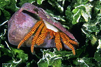 Halloween Hermit Crab (Ciliopagurus strigatus), Bali, Indonesia