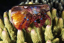 Hermit Crab (Dardanus guttatus), Bali, Indonesia