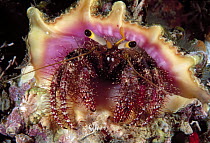 Hermit Crab (Dardanus lagopodes), Great Barrier Reef, Australia