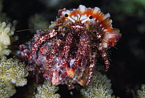 Hermit Crab (Dardanus lagopodes), Great Barrier Reef, Australia
