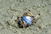 Soldier Crab (Mictyris longicarpus) burying itself into sand, Stradbroke Island, Queensland, Australia