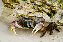 Brown Land Crab (Cardisoma carnifex), Keeling Islands, Australia