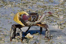 Brown Land Crab (Cardisoma carnifex) in defensive posture, Keeling Islands, Australia