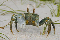 Ghost Crab (Ocypode ceratophthalma), Keeling Islands, Australia