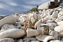 Ghost Crab (Ocypode ceratophthalma) on beach, Keeling Islands, Australia