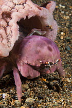 Sponge Crab (Dromidiopsis sp) with sponge used for protection, Anilao, Philippines