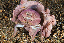Sponge Crab (Dromidiopsis sp) with sponge used for protection, Anilao, Philippines