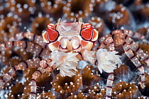 Boxing Crab (Lybia tessellata) holding sea anemones used for defense, Anilao, Philippines