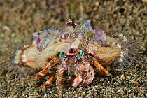 Anemone Hermit Crab (Dardanus pedunculatus) covered with sea anemones used for camouflage, Great Barrier Reef, Australia