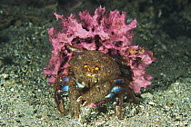 Sponge Crab (Cryptodromia octodetata) with sponge used for camouflage, Edithburgh, Yorke Peninsula, South Australia, Australia