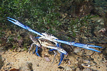 Blue Swimming Crab (Portunus pelagicus) pair mating, Edithburgh, Yorke Peninsula, South Australia, Australia