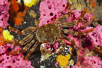 Red Bait Crab (Plagusia chabrus), Yorke Peninsula, South Australia, Australia