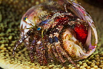 Hermit Crab (Dardanus lagopodes) female carrying eggs, Great Barrier Reef, Australia