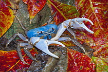 Blue Crab (Discoplax hirtipes) in defensive posture, Christmas Island, Australia
