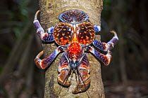 Coconut Crab (Birgus latro) on tree, Christmas Island, Australia