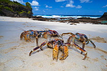Coconut Crab (Birgus latro) group on beach, Christmas Island, Australia