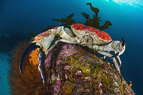 Australian Giant Crab (Pseudocarcinus gigas) male, Tasmania, Australia