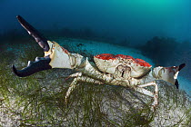 Australian Giant Crab (Pseudocarcinus gigas) male in defensive posture, Tasmania, Australia