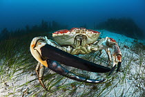 Australian Giant Crab (Pseudocarcinus gigas) male, Tasmania, Australia