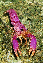 Violet-spotted Reef Lobster (Enoplometopus debelius), Bali, Indonesia